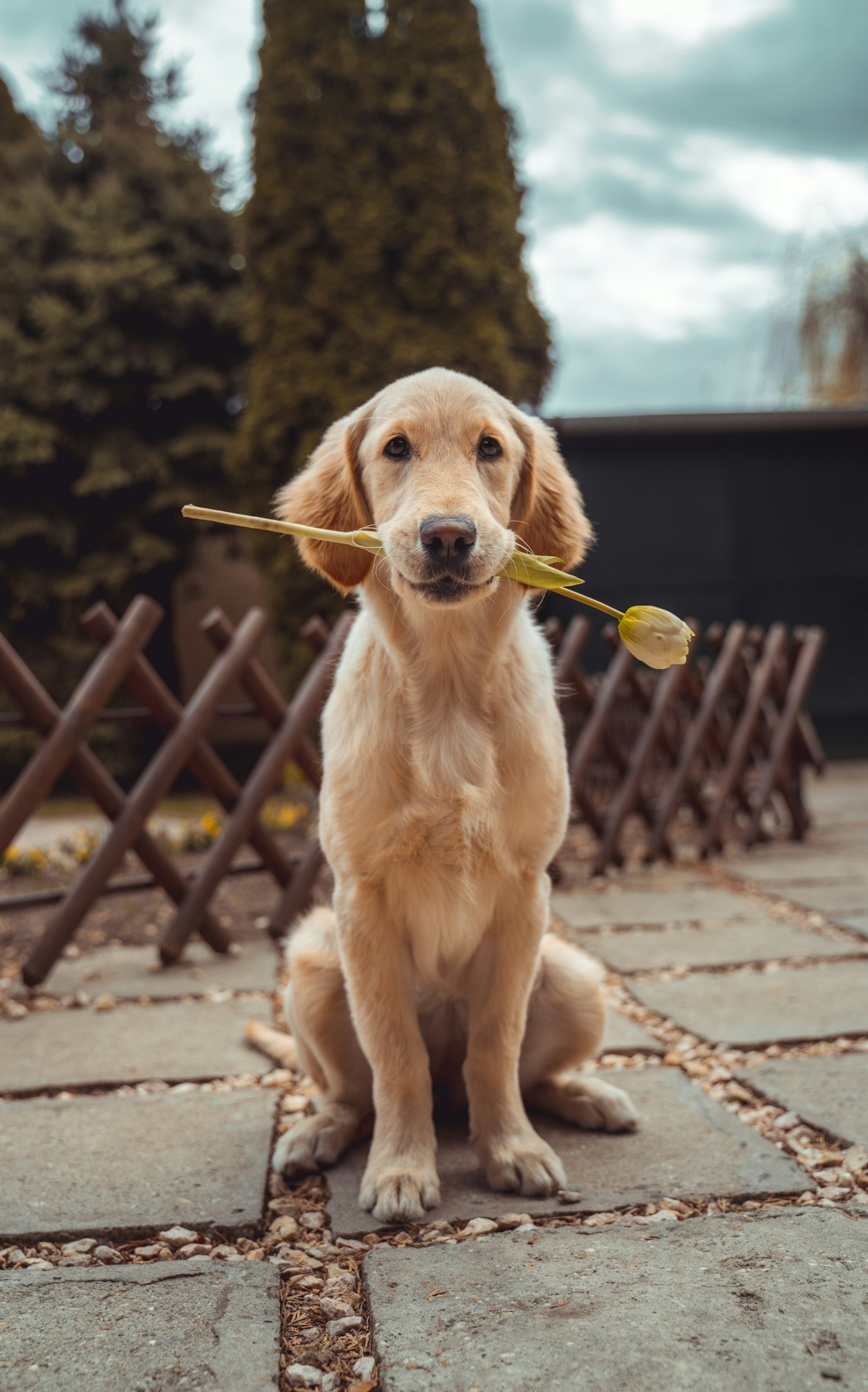 Top 10 Most Heroic Dogs in History