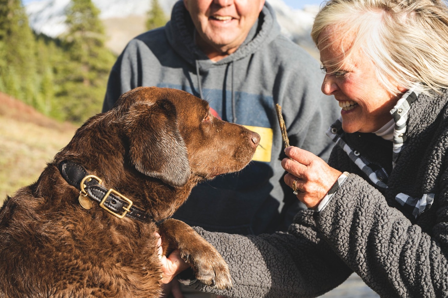 Understanding the Language of Dog Barks